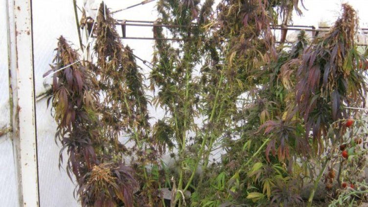 Снимка: Булфото, архив