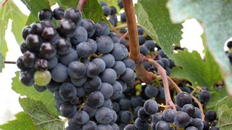 Снимка: архив Булфото