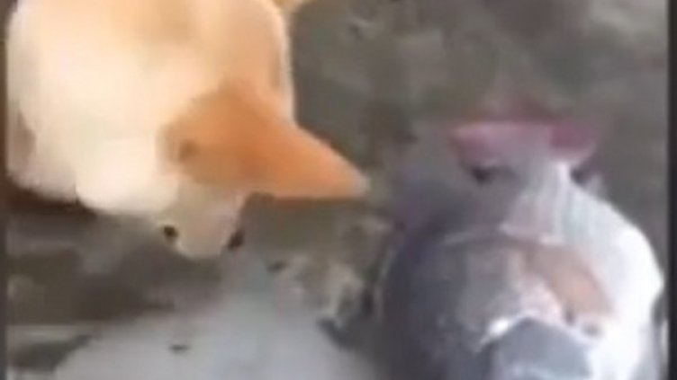 Снимка: YouTube