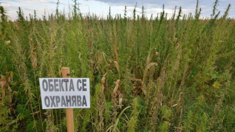 Снимка: Булфото, архив