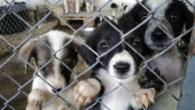 Снимка: Община Стара Загора