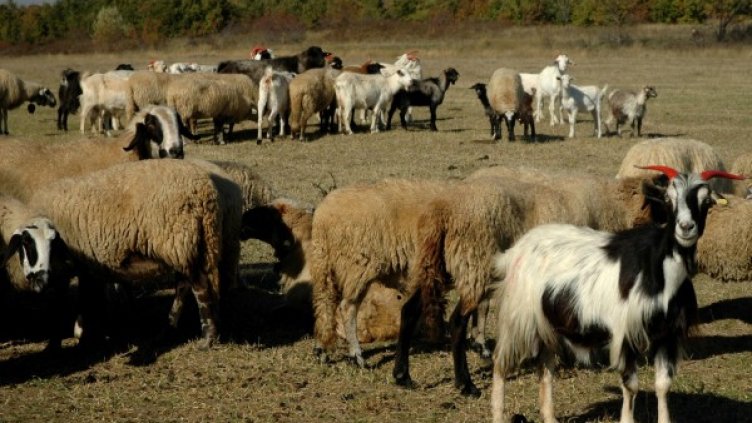 Снимка: архив Булфото