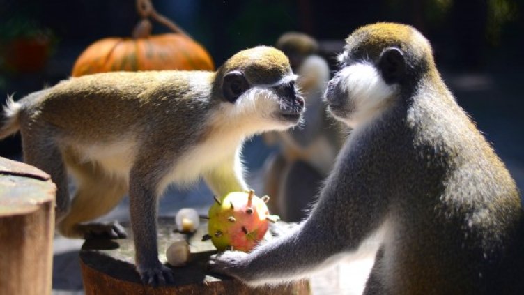 Лятно плодово изкушение за маймуните във варненския зоопарк