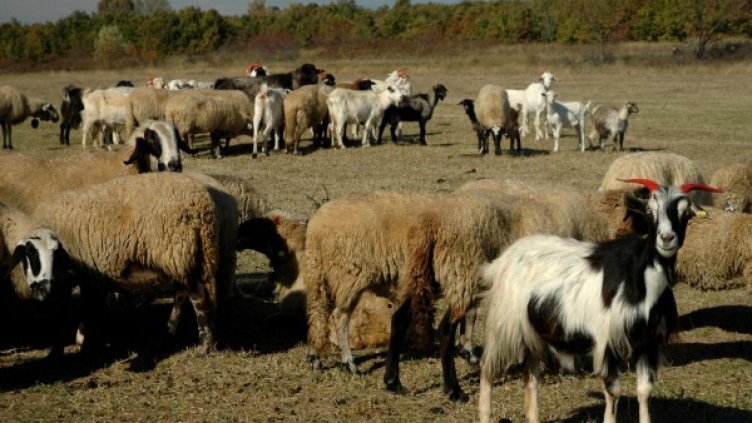 Снимка: Булфото, архив