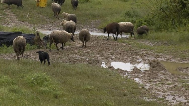 Снимка: Булфото, архив