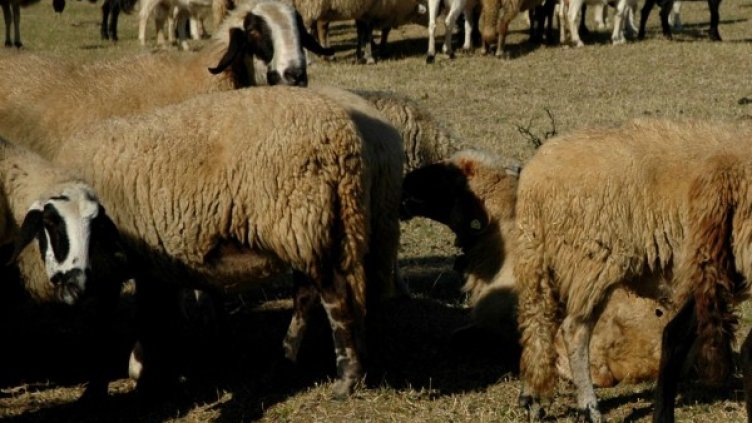 Снимка: архив Булфото