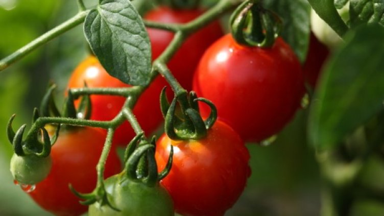 Снимка: photl.com