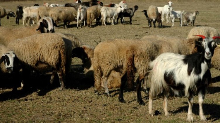 Снимка: Архив, Булфото