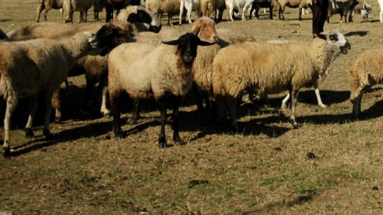 Снимка: архив, Булфото