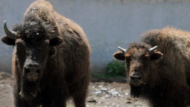 Снимка: архив, Булфото