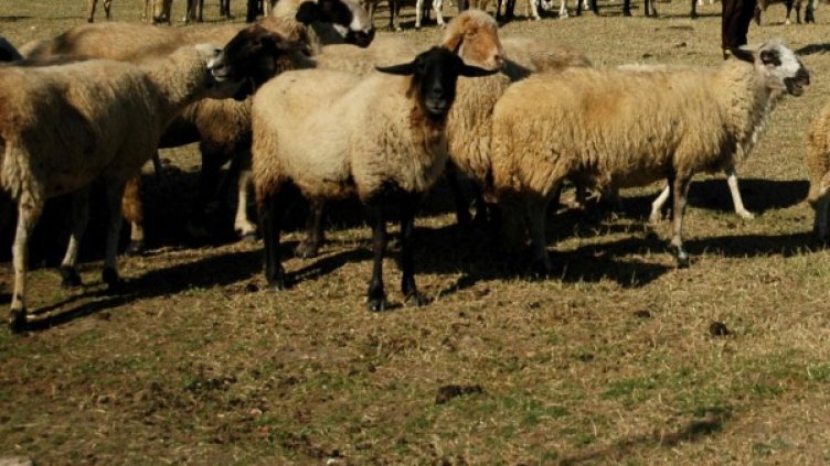 Снимка: архив, Булфото