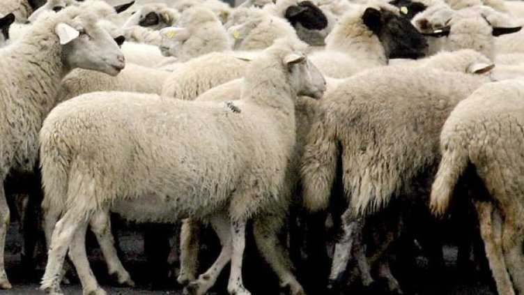 Снимка: Булфото, архив