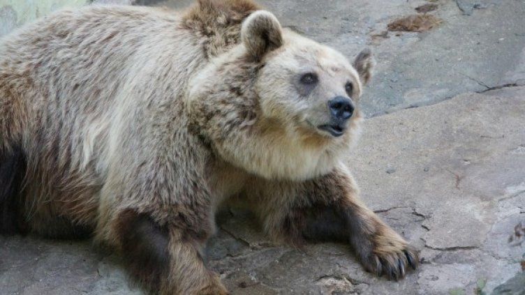 Снимка: Булфото, архив