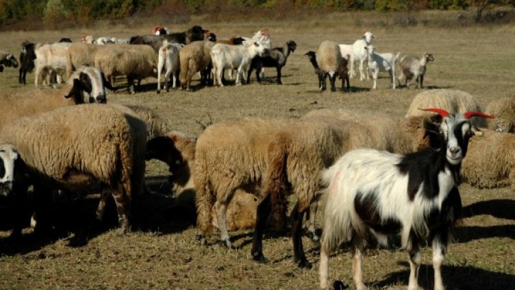 Снимка: Архив, Булфото