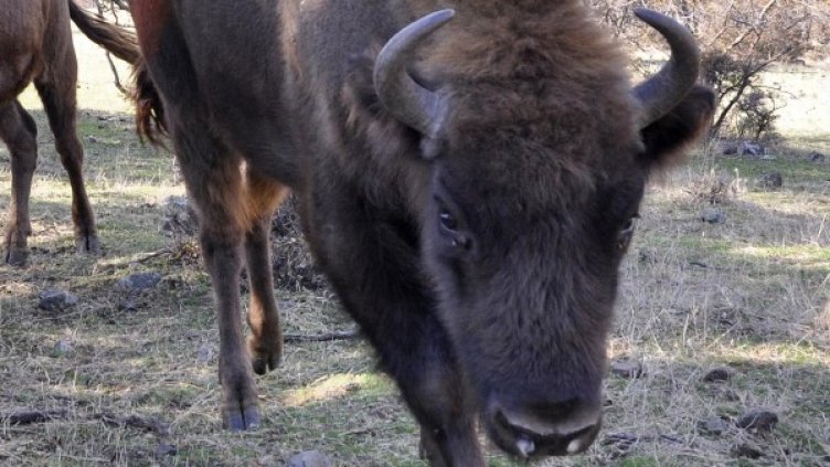 Снимка: архив Булфото