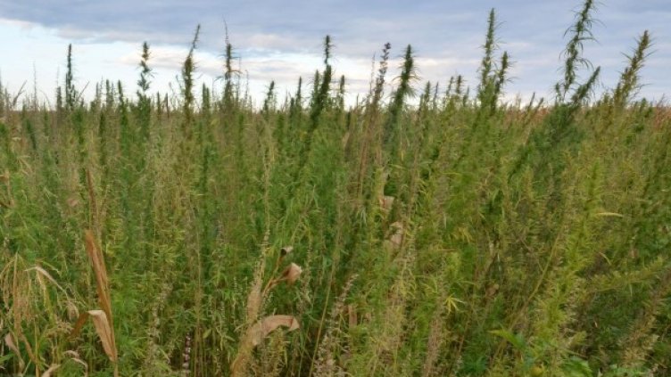 Снимка: архив Булфото