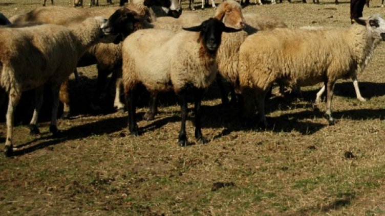 Снимка: архив, Булфото