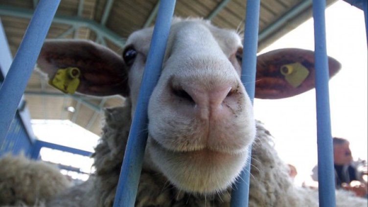 Снимка: Булфото, архив