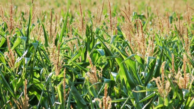 Снимка: архив, БулФото