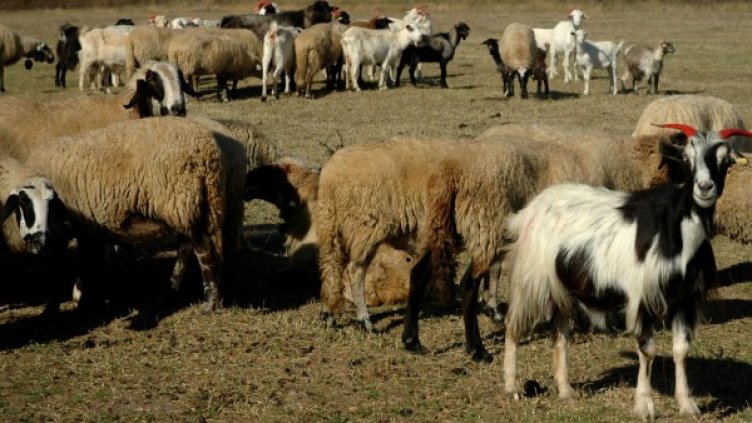 Снимка: архив Булфото