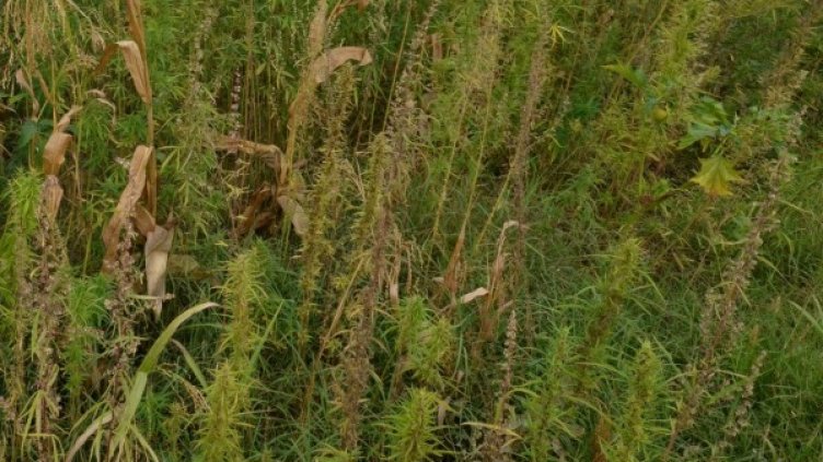 Снимка: архив Булфото