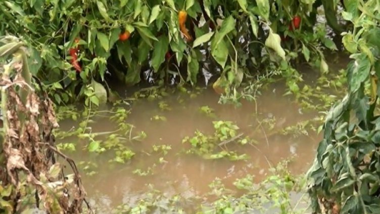 Снимка:Dnes.bg