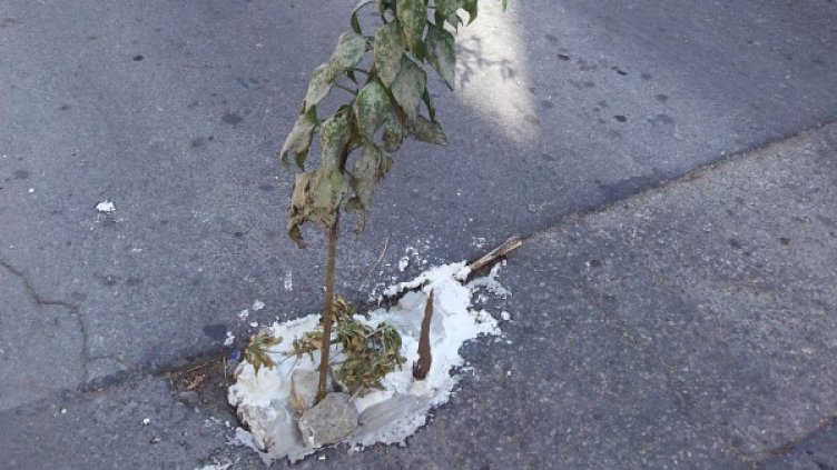 Снимка: Булфото, архив