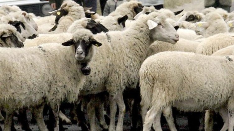 Снимка: Булфото, архив