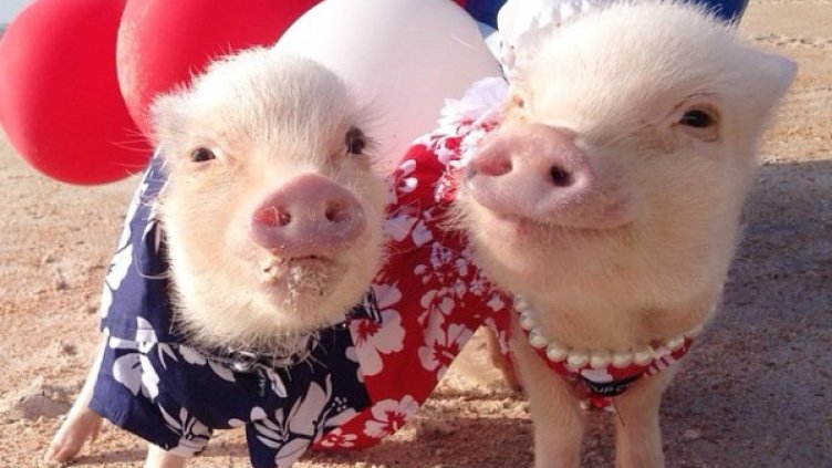 Снимка: Instagram