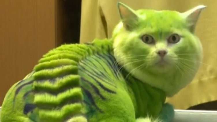 Снимка: Ruptly