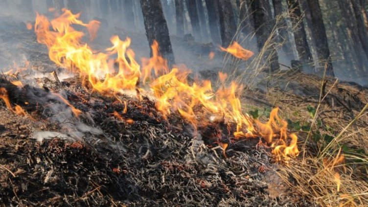 Снимка: Булфото, архив