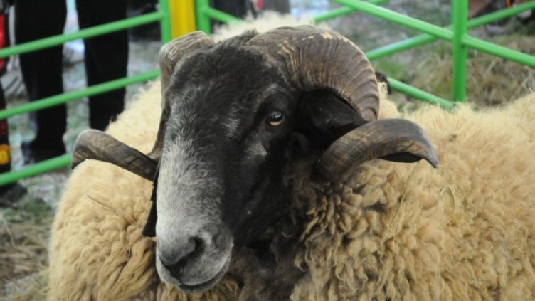 Архив: Булфото