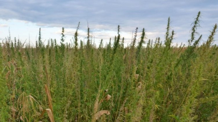 Снимка: архив Булфото