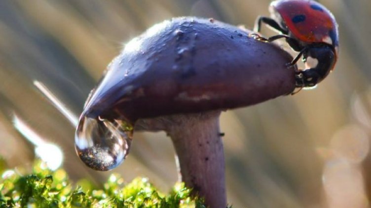 Снимка: Vyacheslav Mishchenko