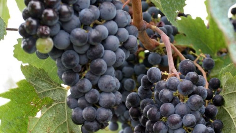 Архив: Булфото