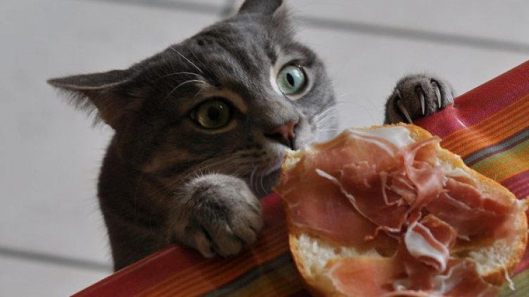 Снимка: flickr/ HogaVII