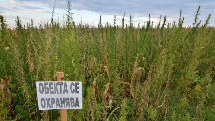 Снимка: Булфото, архив