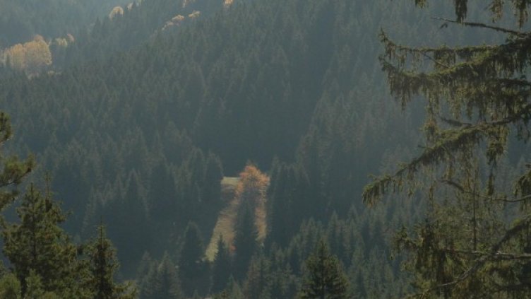 Архив: Булфото