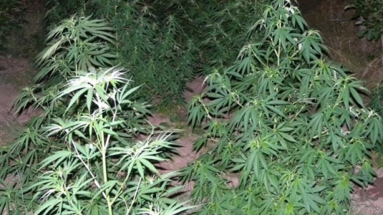 Снимка: архив, Булфото