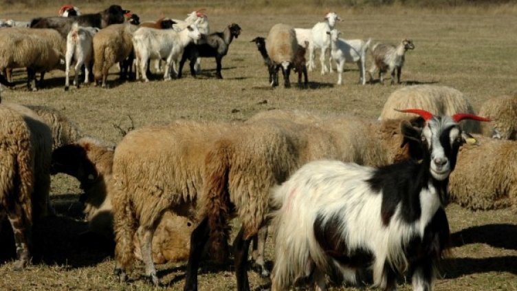 Снимка: архив, Булфото