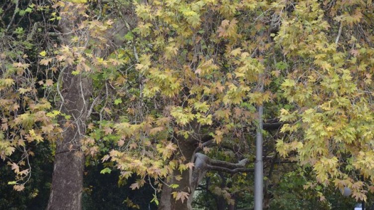 Снимка: архив, БТА