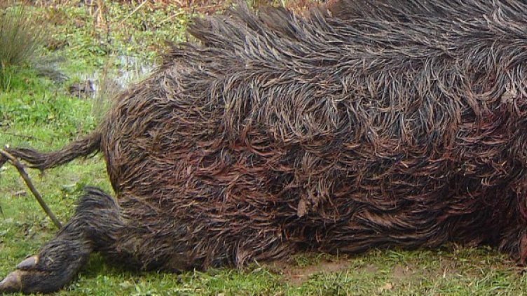 Архив: Булфото