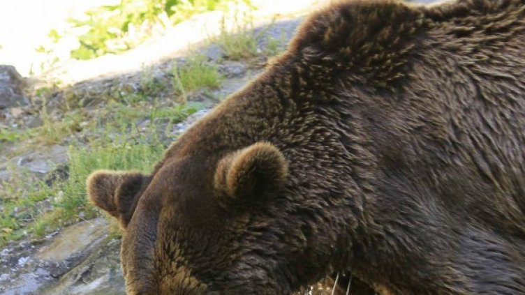 Снимка: архив Булфото