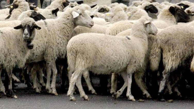 Снимка: Булфото, архив