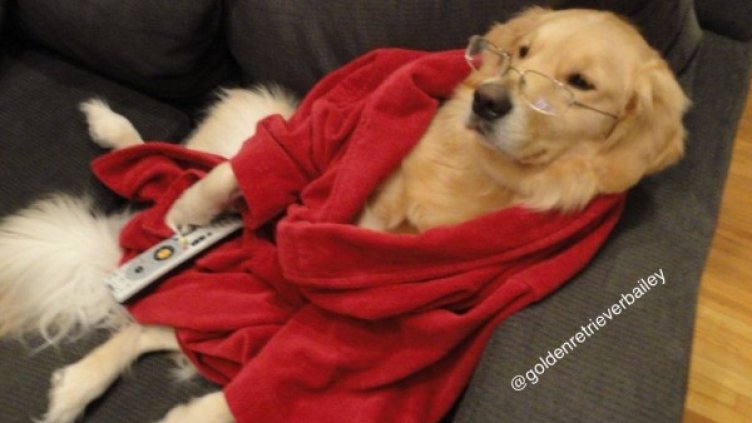 Снимка: Facebook/ Golden Retriever Bailey Nebbia