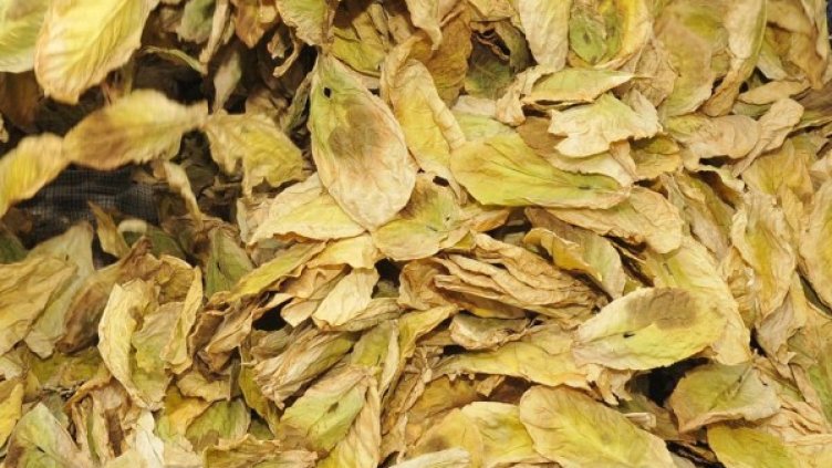 Архив: Булфото