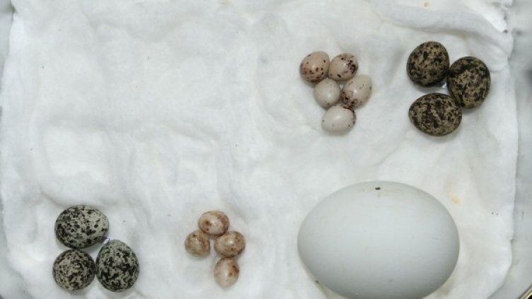 Част от яйцата, открити в дома на Ян Фредрик Рос. Снимка: БДЗП Бургас