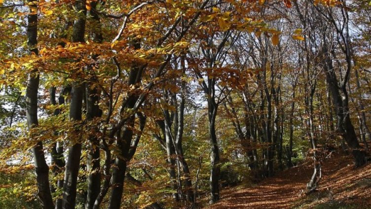 Снимка: БулФото, архив