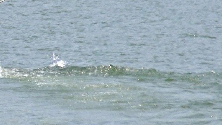 Снимка: архив, БулФото