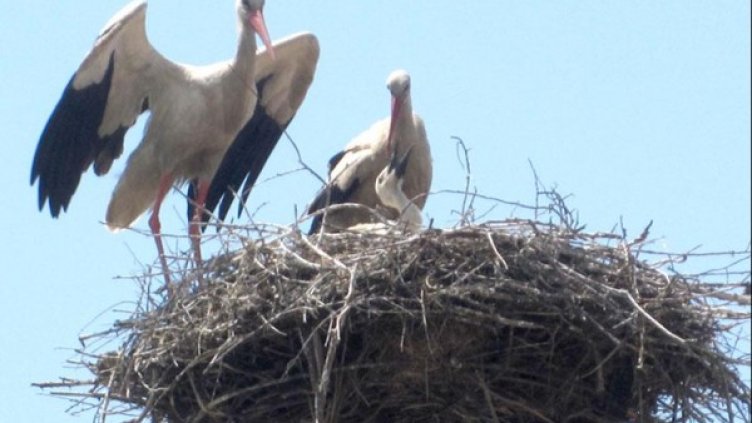 Снимка: архив, БулФото